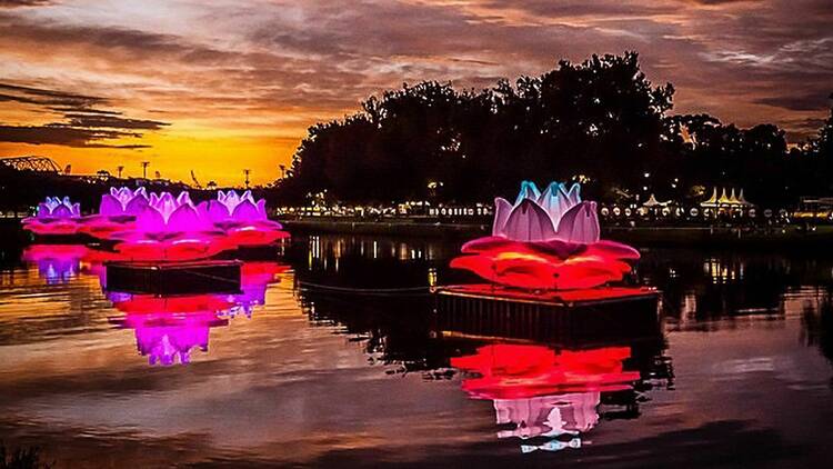 Colourful glowing lotus flowers on the lake in Shepparton