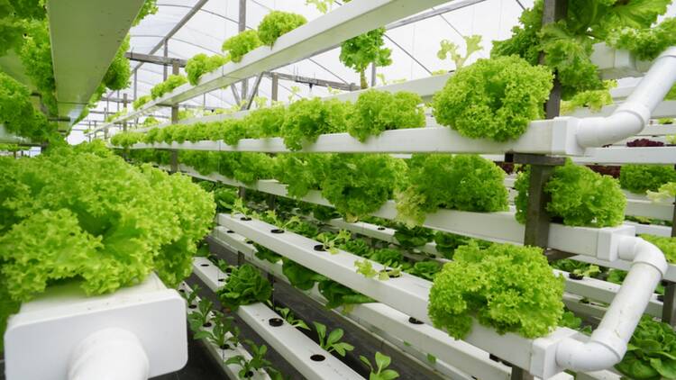 Plants, vertical farming