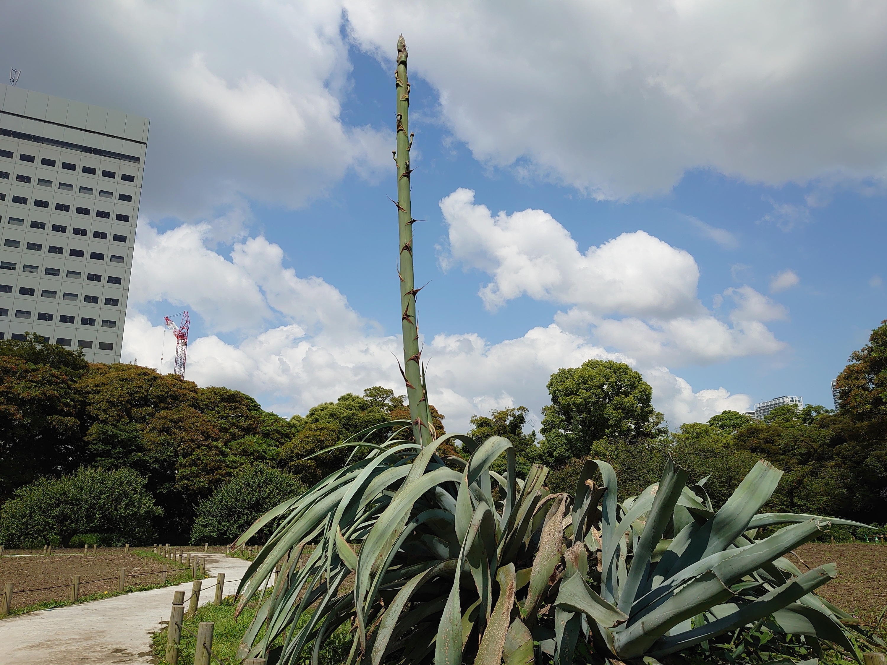 Hamarikyu Gardens century plant