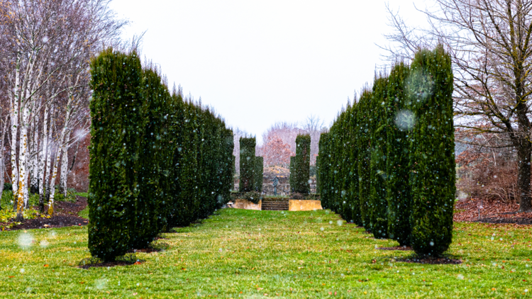 Green hedges in tall rectangles face one another on a wintery day at Mayfield Garden