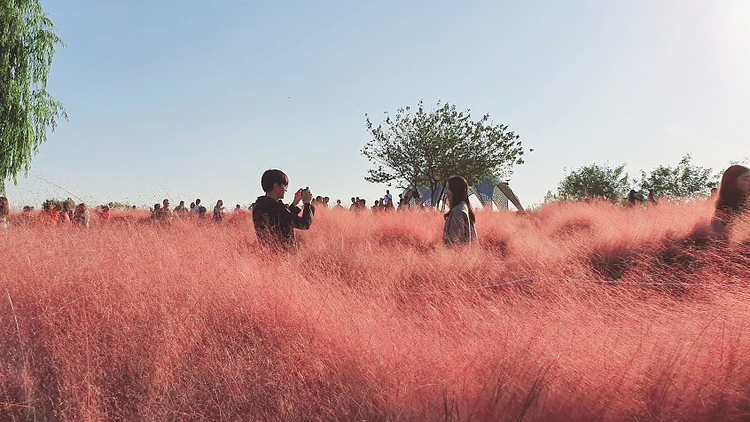 Soak in stunning autumn landscapes at Haneul Park