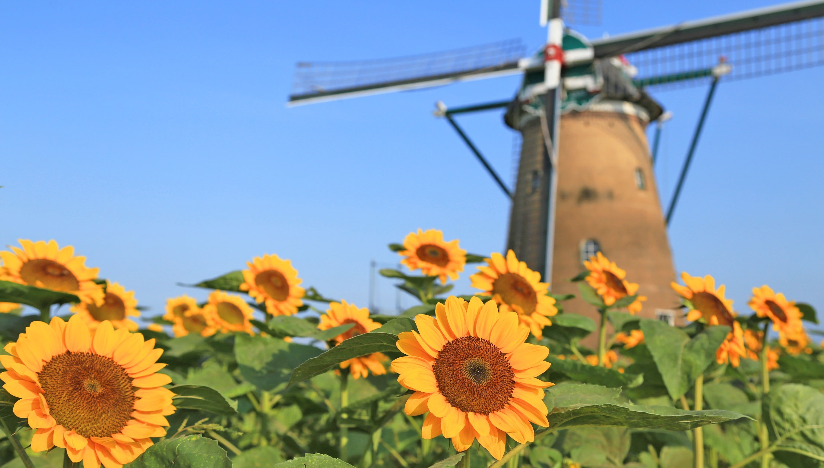 Sunflowers at Sakura Furusato Square
