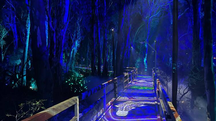 A walkway is illuminated at night with blue lights and projected light onto the trees surrounding