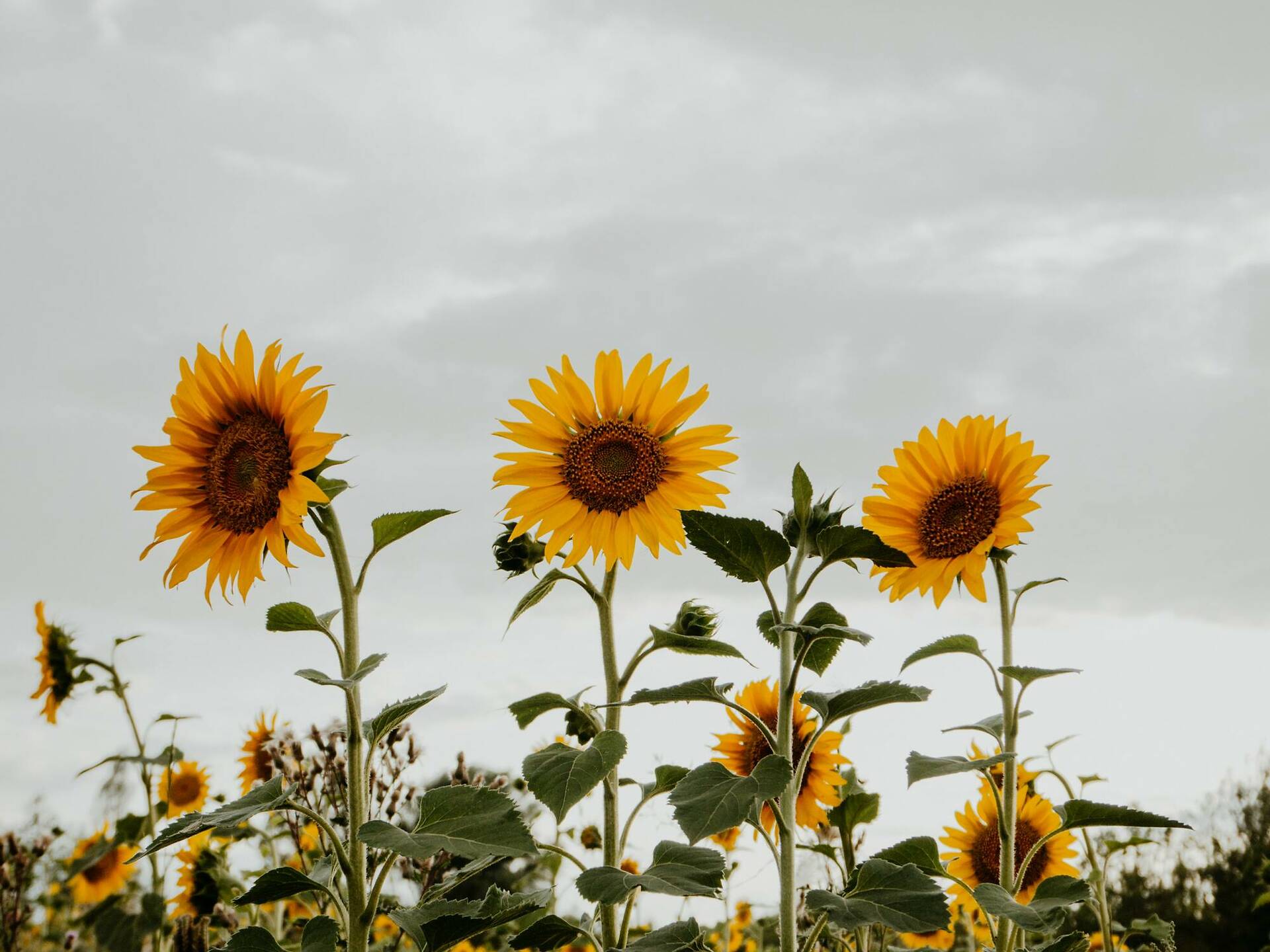 6 sunflower fields near London where you can pick your own