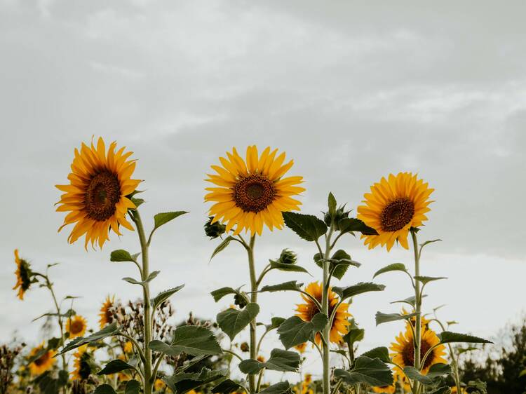 Tulley’s Sunflowers