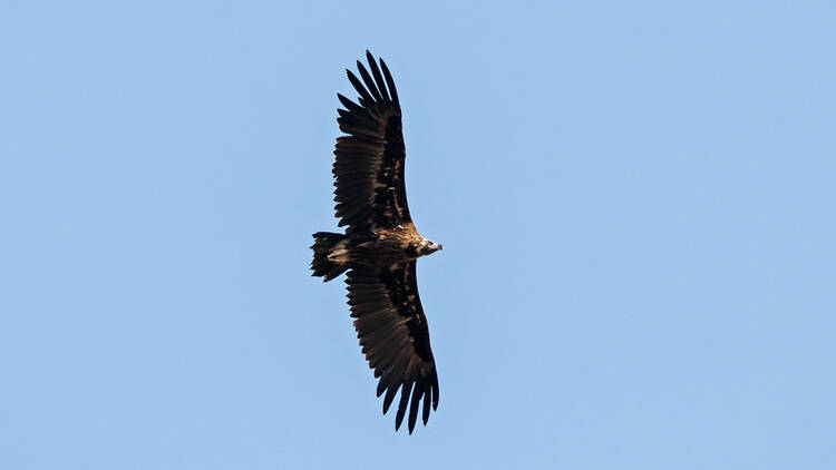 Cinereous vulture