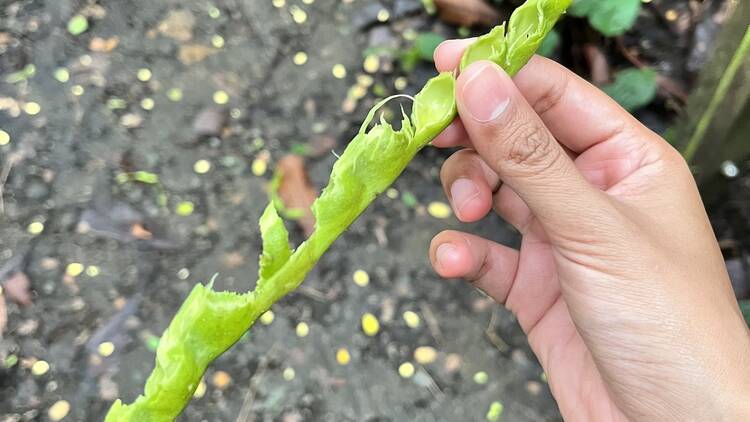 They love to eat unripe saga seeds