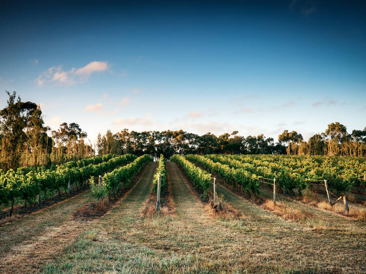 Rows of vines at a winery.