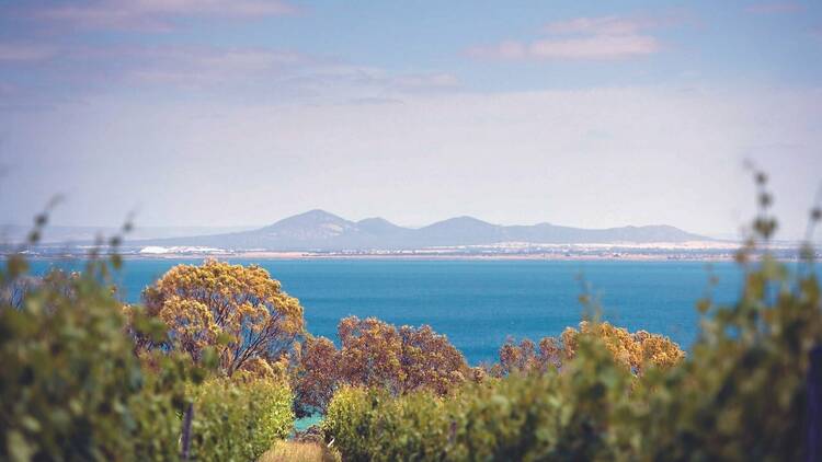 A view of the bay from inside a vineyard.