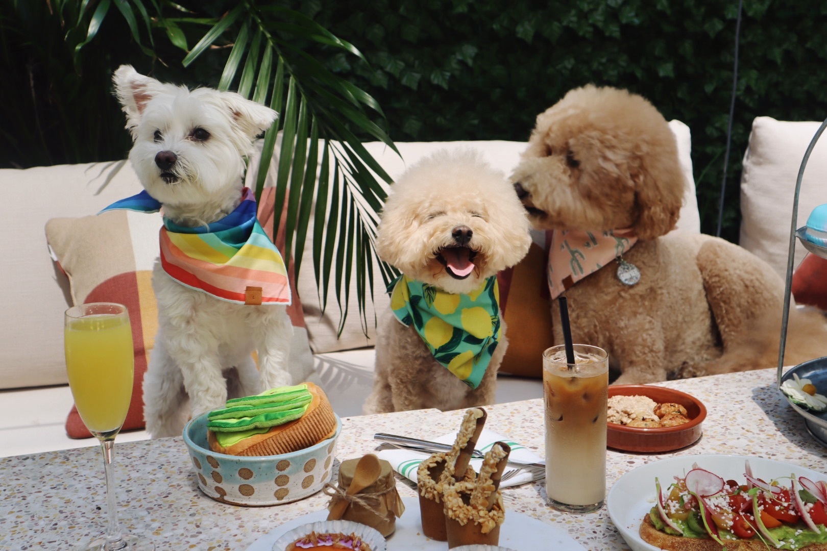 A puppy brunch is coming to Chelsea