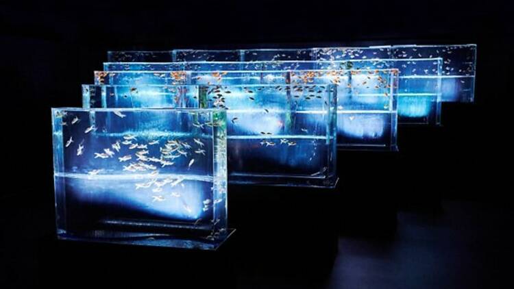 Art Aquarium