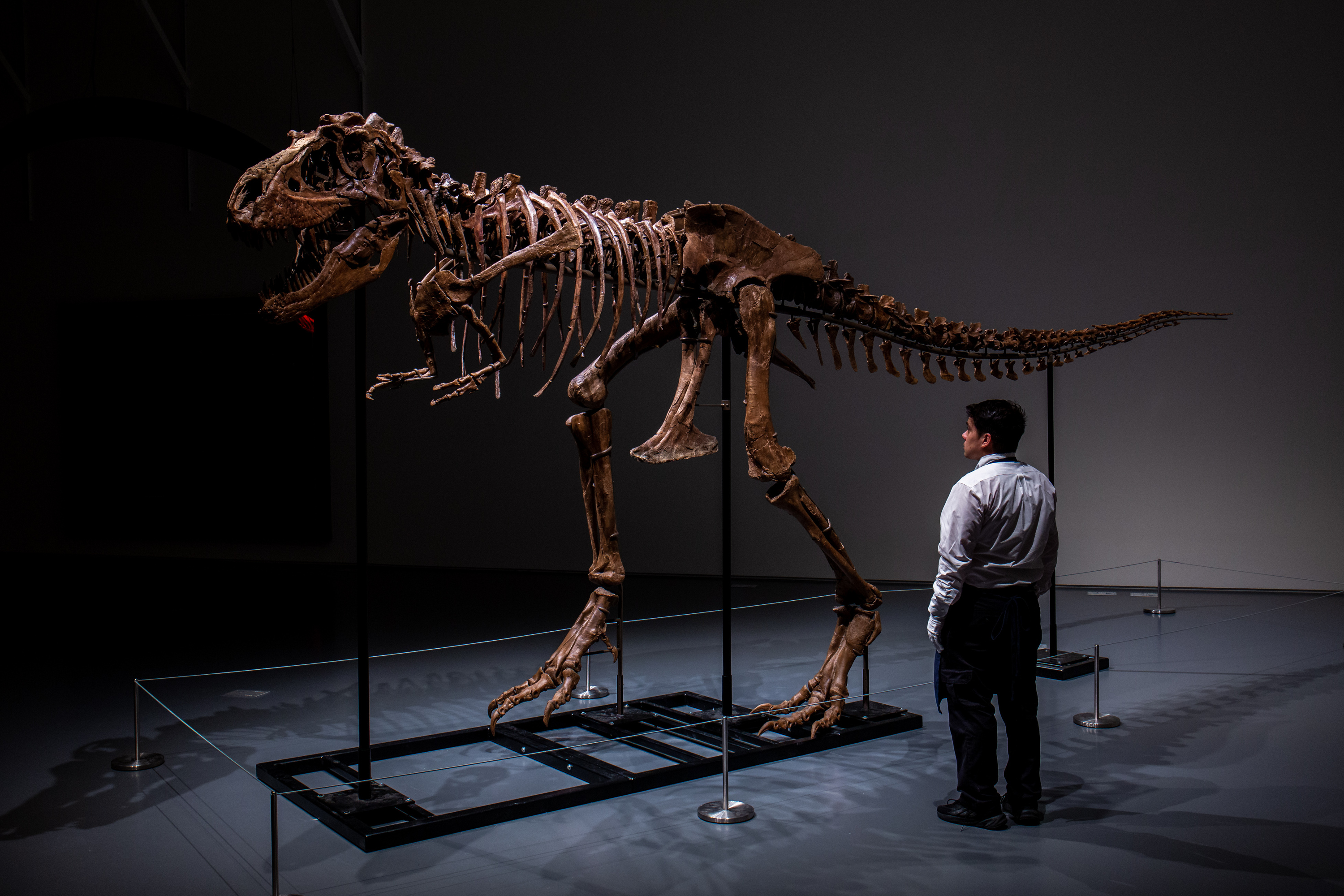 You can buy a 76-million-year-old dinosaur skeleton in NYC later this month