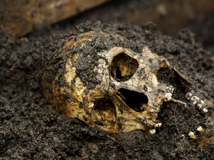 A skull lies half buried in earth