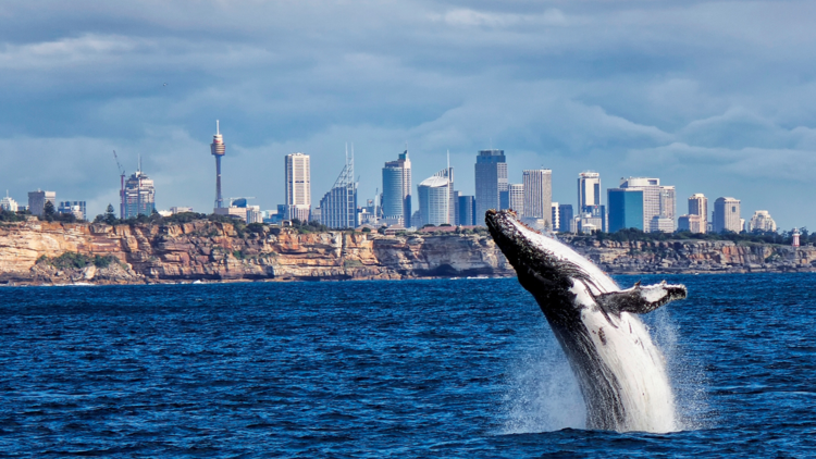A whale breaches in the water with Sydney city skyline in the background