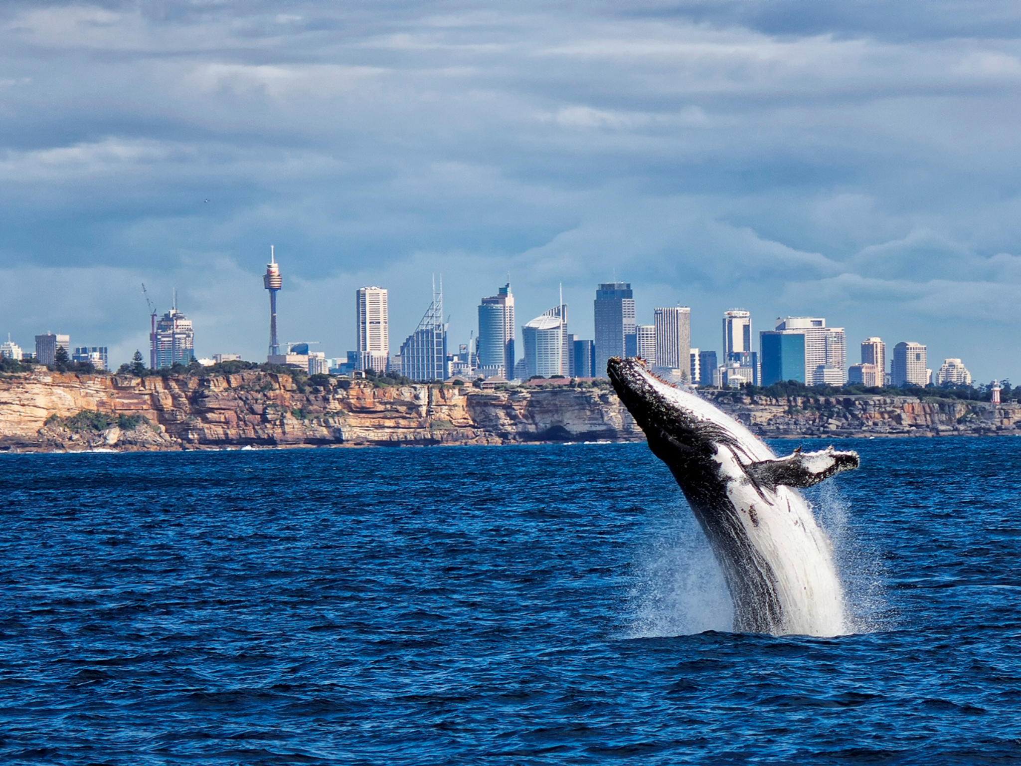 Whale watching season has arrived in Sydney – here's how to see them
