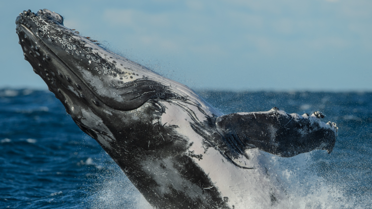 A whale breaches in the water 