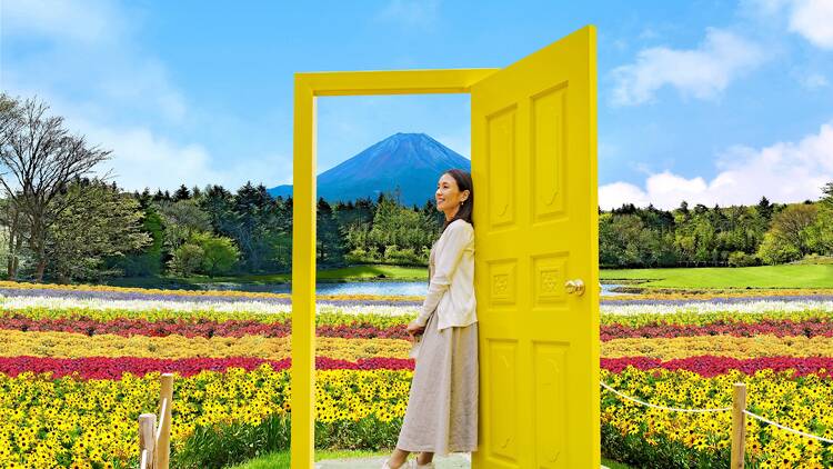 This photogenic flower festival near Mt Fuji features 80,000 blooms