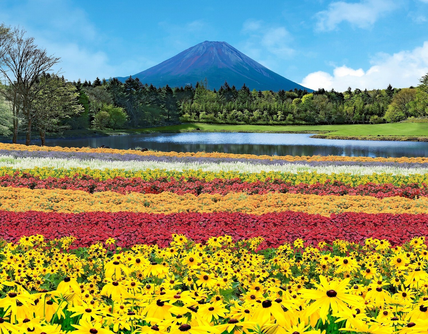 10種類8万株が咲き誇る 虹の花祭り が富士本栖湖リゾートで開催