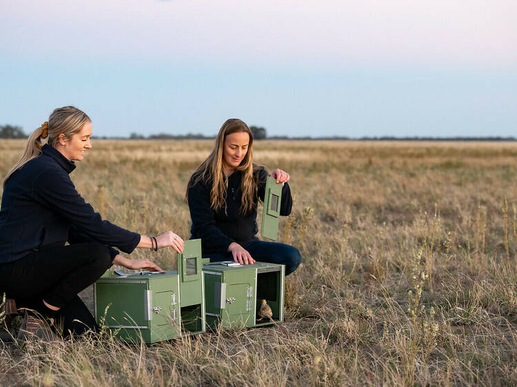 two zookeepers releasing birds into the wild