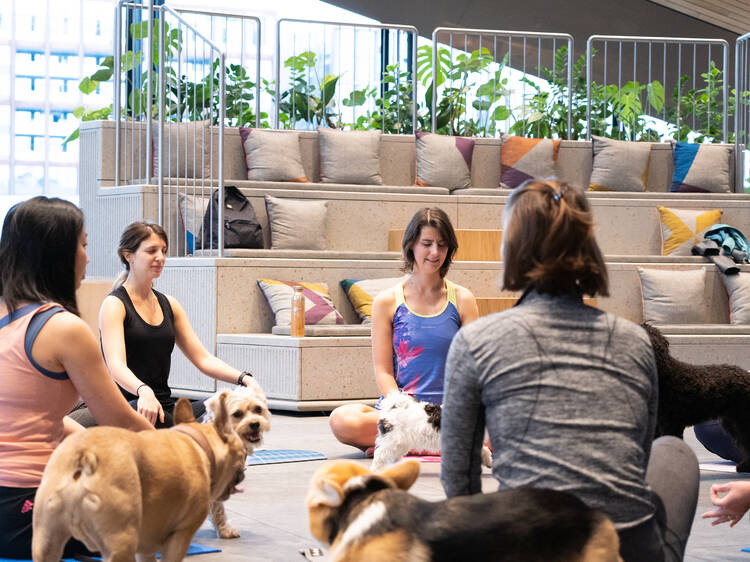 What’s the deal with... dog meditation?