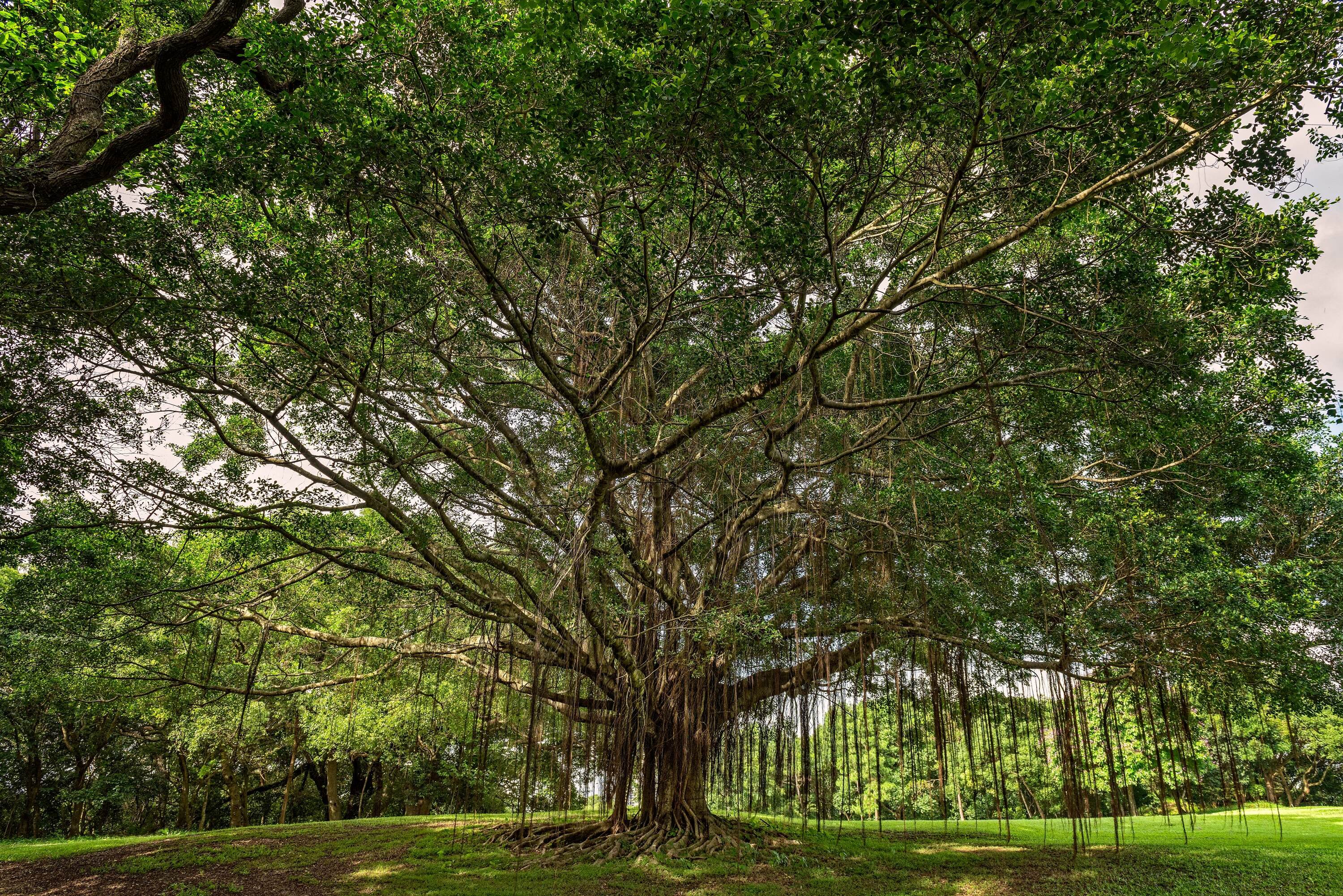 Hong Kong Golf Club,Chinese Banyan
