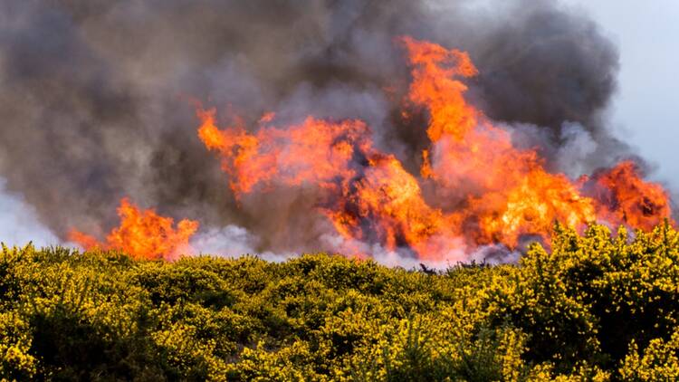 Wildfire fire UK