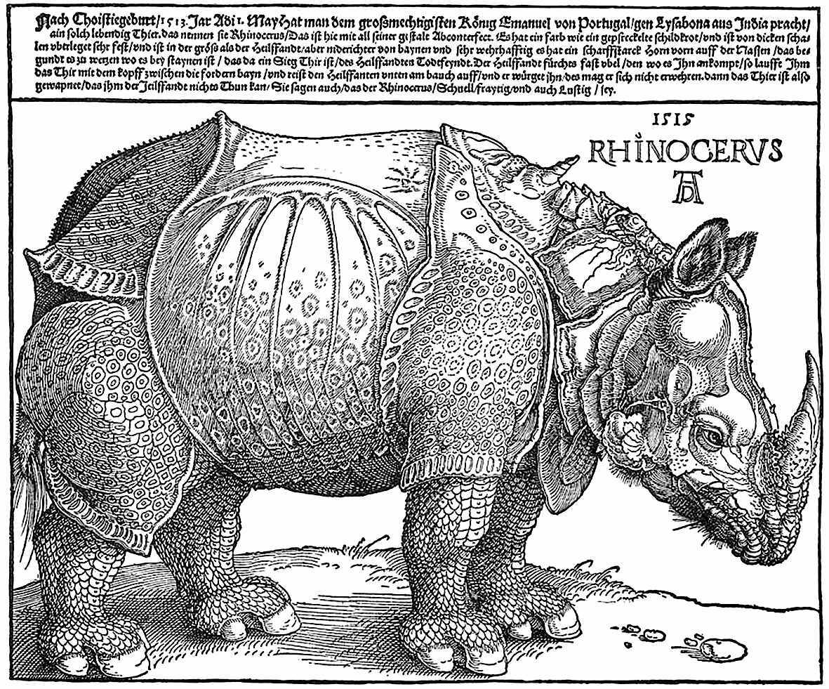 Gravura sobre madeira de Albrecht Dürer, baseada no original enviado de Lisboa (1ª edição, British Museum, Londres)