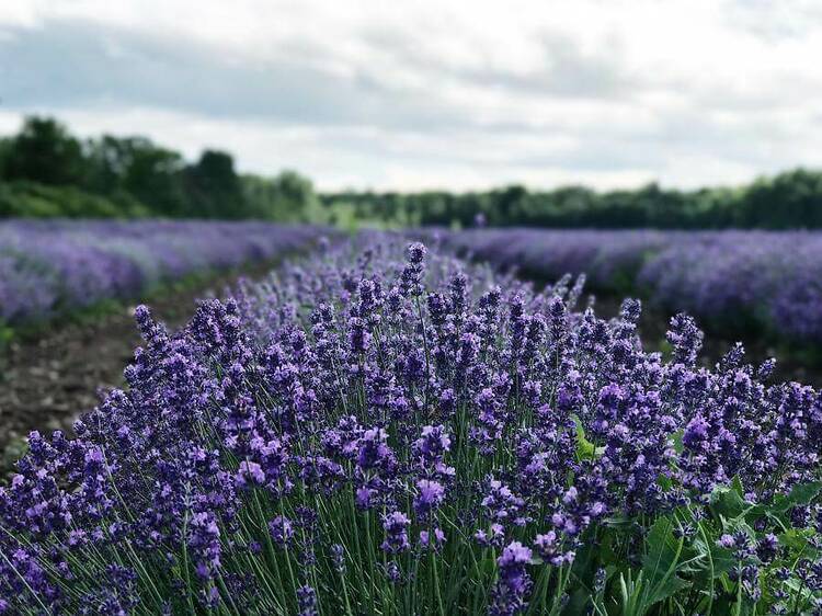 Feel like you’re in Provence at this local lavender farm