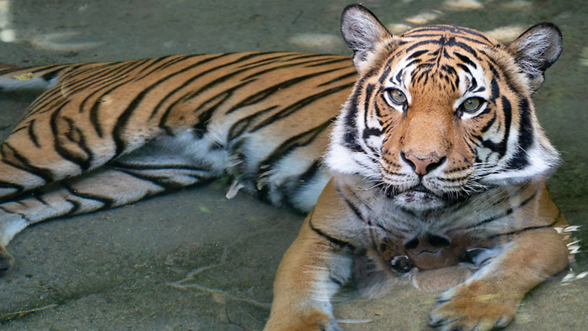 30 Best Zoos in the US For Every Kind of Wildlife Sighting