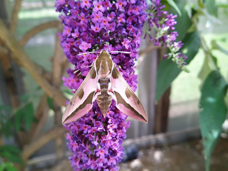 Find out if there are Pokémon in the Butterfly Garden