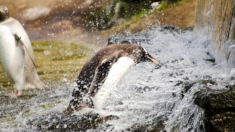 Edinburgh Zoo