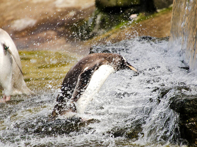 Edinburgh Zoo