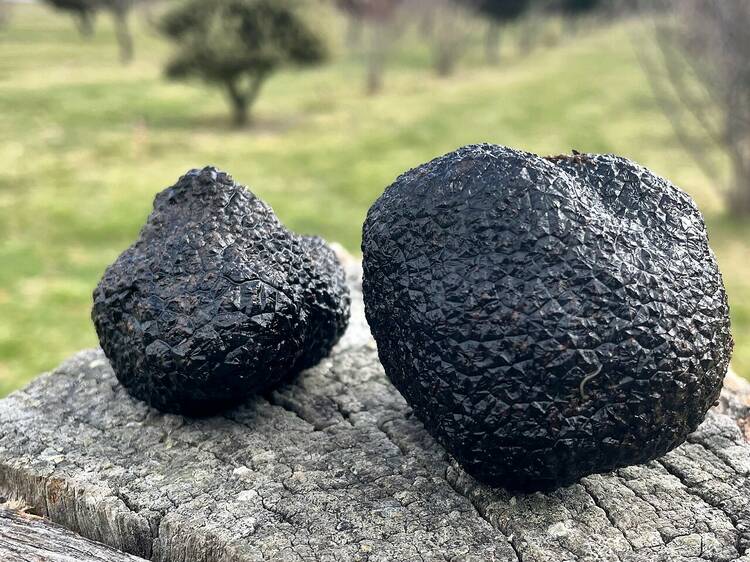 Let Ganymede’s female truffle farmers acquaint you with a winter delicacy