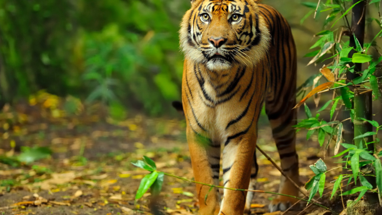 A Sumatran tiger prowls along a forested floor