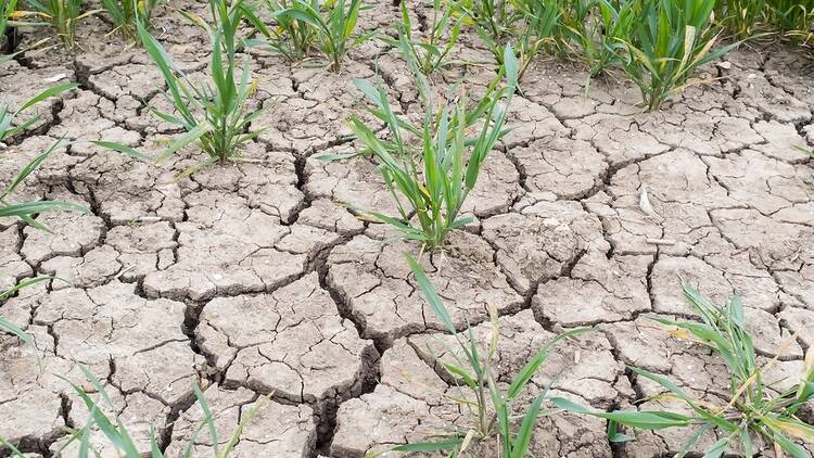 Cracked ground due to drought on UK farm