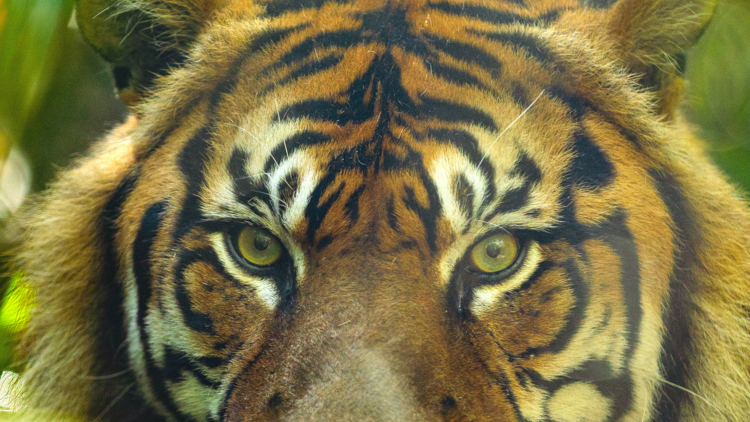 A close up shot of a Sumatran tiger's face 