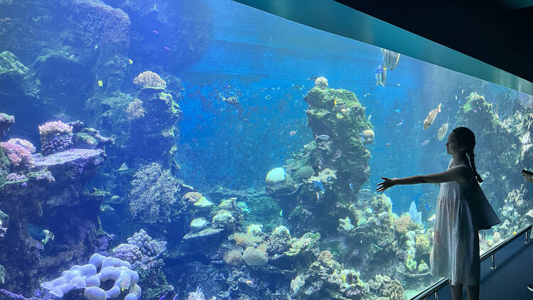 Explore New Caledonia's only aquarium