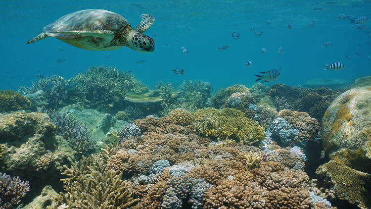 Dive in pristine coral lagoons