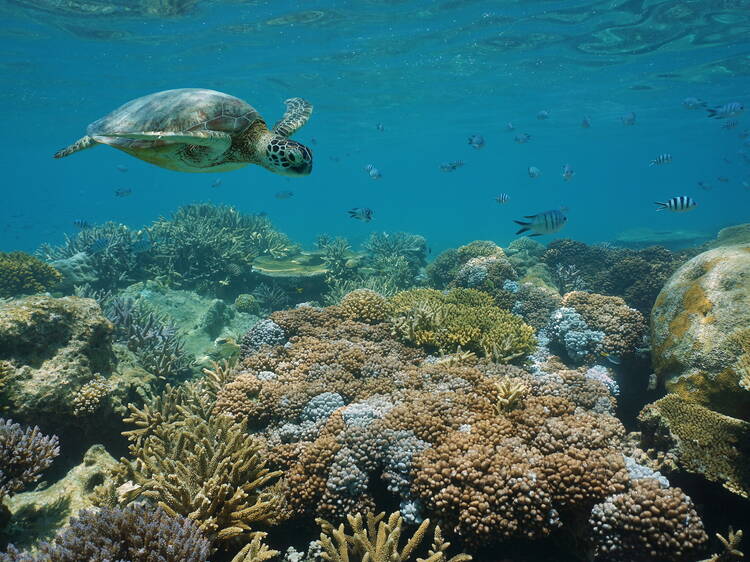 Dive in pristine coral lagoons