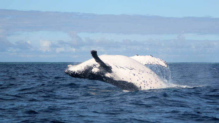 Try your luck at whale spotting