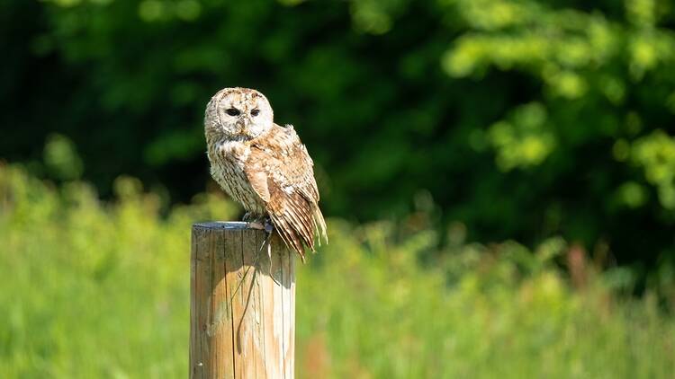 Watch the birdie at the Cumberland Bird of Prey Centre