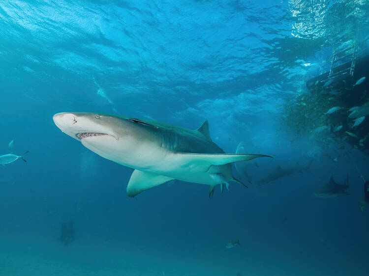 A woman has been bitten by a shark while snorkelling off the coast of Cornwall