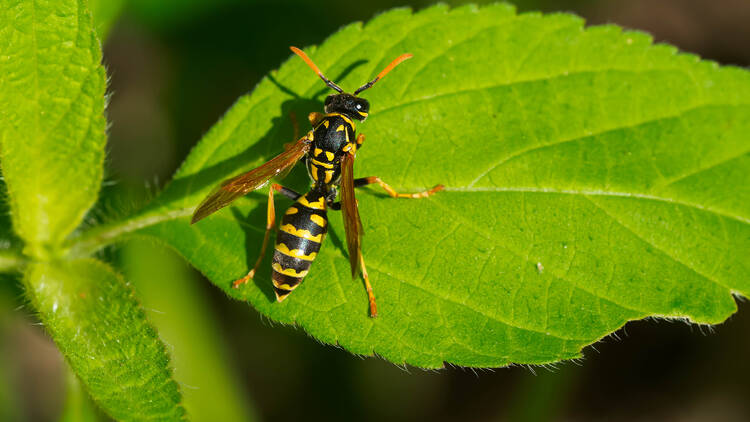 Wasp