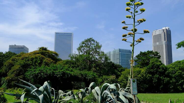 50年に一度の瞬間 浜離宮恩賜庭園のアオノリュウゼツランが開花