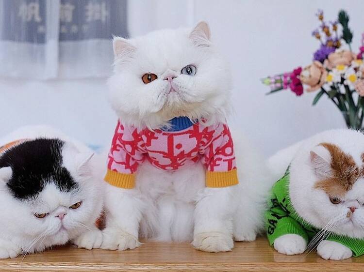 Adorable Hong Kong cats to follow on Instagram