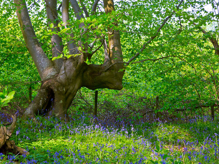 Blean Woods Nature Reserve