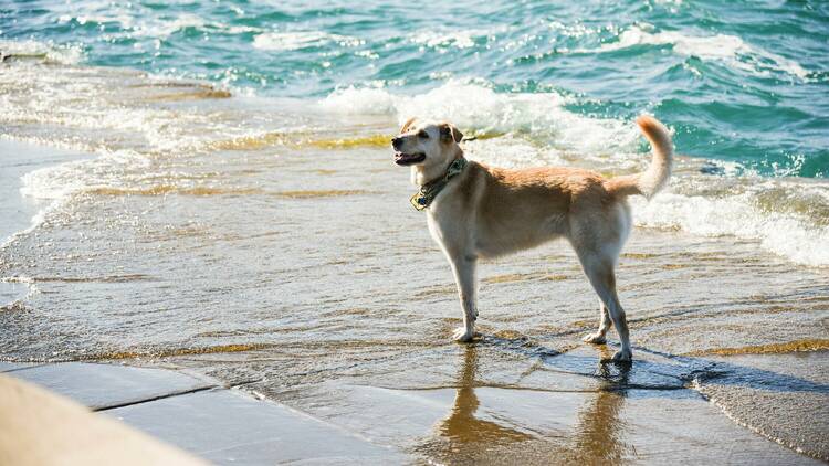 A dog plays at the beach.