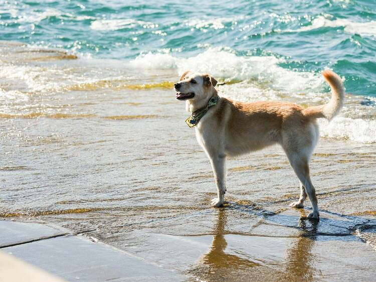The 9 best dog-friendly beaches in Perth
