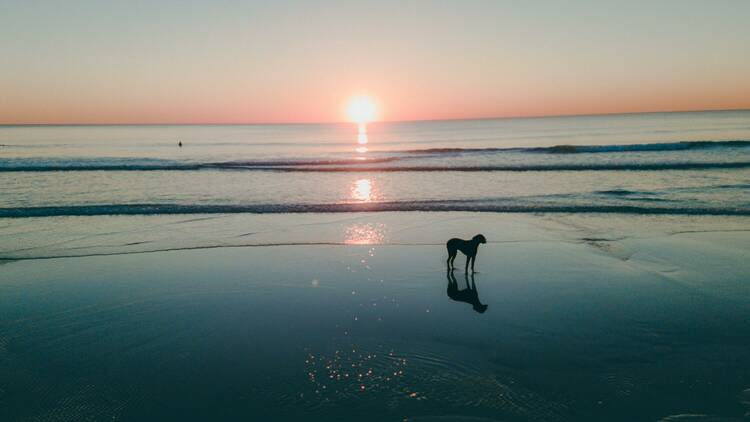 Floreat North Dog Beach