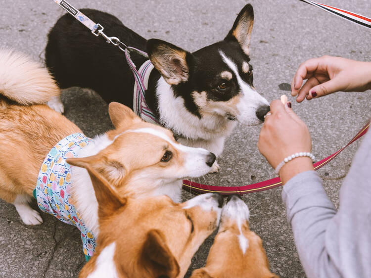 Un défilé de corgis débarque à Montréal : Guide essentiel des événements et le défilé